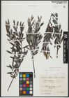 Foto von Salix purpurea L. x Salix repens L.